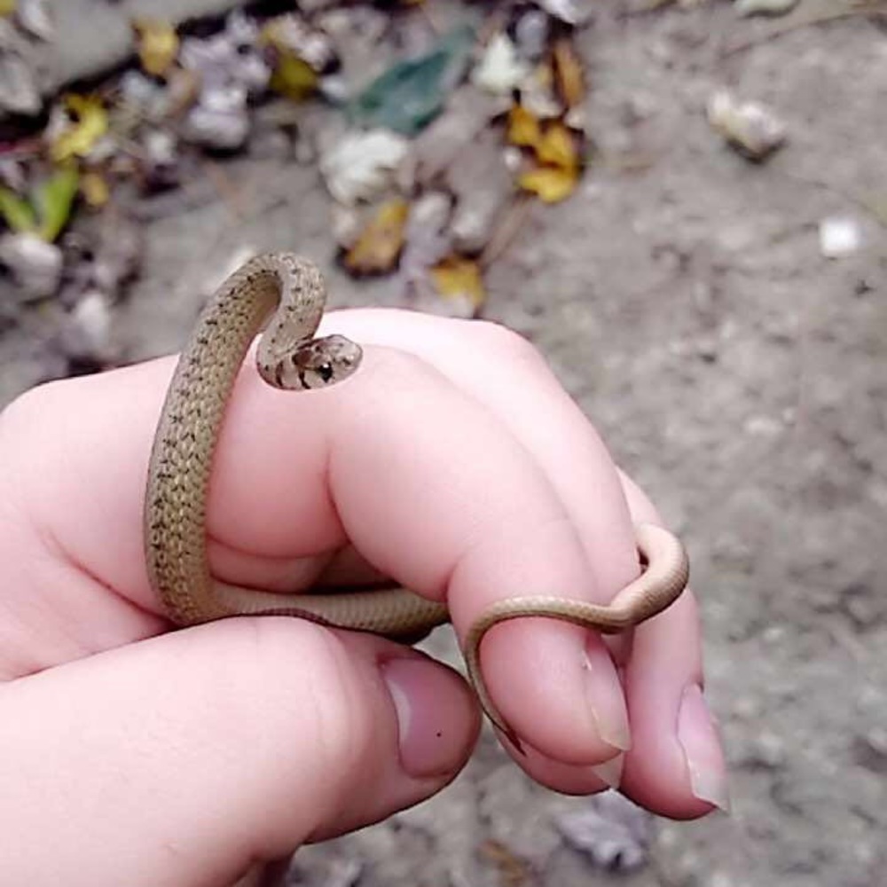 Meet your Posher, Grace